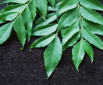 Curry Leaves
