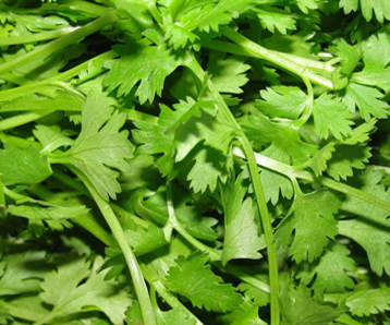 Cilantro Leaves