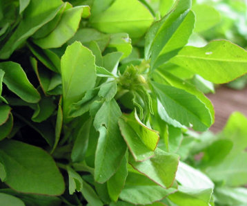 Fenugreek Leaves